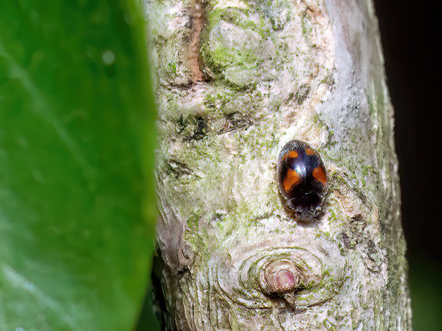 Nephus quadrimaculatus
Der Vierfleckige Zwergmarienkäfer (Nephus quadrimaculatus) ist in Europa weit verbreitet. In England und Wales ist die Art ebenfalls vertreten. Ihr Vorkommen reicht im Norden bis nach Norwegen und Schweden. Man findet die wärmeliebende Art in verschiedenen Biotopen an Wärmehängen, in Weinbergen, Gärten und Parkanlagen, in Wäldern oder auf Feuchtwiesen.  Dort halten sich die Käfer meist an Efeu (Hedera helix) auf, wo auch meist die Überwinterung erfolgt. Flugzeit ist von Februar bis Oktober. Nahrung sind Woll- und Schmierläuse, sowie andere Kleininsekten. 
