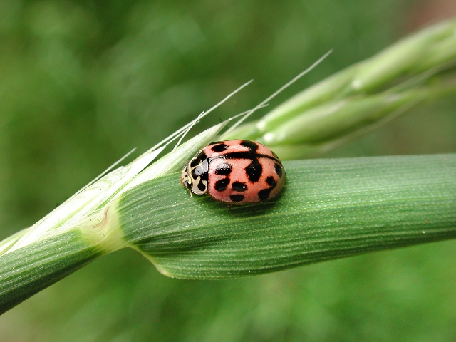 Oenopia conglobata
Der Kugelige Marienkäfer (Oenopia conglobata) kommt in Europa außer im Norden, Nordafrika und den gemäßigten Gebieten Asiens in Mischwäldern der Niederungen bis in die leichten Berglagen vor. Man findet ihn vor allem auf Pappeln und Prunusarten (Gattung der Rosengewächse, mit mehr als 200 Arten von Bäumen und Sträuchern, darunter viele Obstbäume). Wie die meisten Marienkäferarten ernährt er sich von Blattläusen. Die Käfer überwintern unter der Rinde von Laubbäumen, vor allem Pappeln, Ulmen, Platanen, Eichen. Es kommt aber auch vor, dass sie sich zwischen Doppelfenstern unserer Häuser einnisten.
