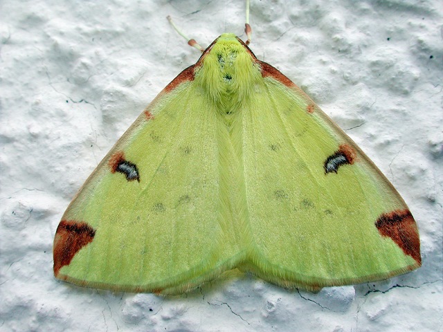 Opisthograptis luteolata
Der Gelbspanner (Opisthograptis luteolata) kommt in Europa, Asien bis nach Ostsibirien vor. Man findet ihn in Mischwäldern, Parks und Gärten. Flugzeit ist von Ende April und Mitte Juli in einer Generation, bei klimatisch günstigen Bedingungen eine zweite Generation von August bis September entstehen kann. Raupenzeit ist von Juli bis August. Die Raupen fressen an verschiedenen Laubgehölzen, wie z. B. Apfel, Birke, Felsenbirne, Mehlbeere, Reneklode, Schlehe, Stachelbeeren, Traubenkirsche, Weiden und Weißdorne. Die Art überwintert als Raupe oder Puppe.
