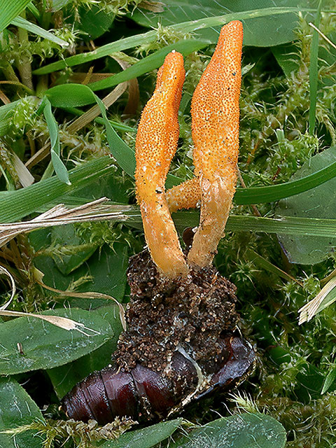 Orangegelbe Puppenkernkeule
[color=#990000]Ungenießbar[/color]

Die Orangegelbe Puppenkernkeule (Cordyceps militaris) wächst zwischen August und November auf toten Puppen von Großschmetterlingen. Der Pilz kommt recht häufig vor. [color=#990000]Verwechslung: [/color] mit der Nadelsporigen Kernkeule (Cordyceps bifusispora). 

