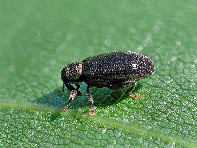 Orchestes fagi
[url=https://www.cecidologie.de/cpg16x/albums/gallery/Orchestes_fagi_Kokon.php][img]https://www.cecidologie.de/cpg16x/albums/gallery/tn_Orchestes_fagi_Kokon.jpg[/img][/url] 

Der Buchenspringrüssler (Orchestes fagi) ist in Europa verbreitet, in Kanada eine invasive Art. Er entwickelt sich auf Rotbuchen (Fagus sylvatica). Nach der Überwinterung in der Bodenstreu oder in Rindenritzen, sind die Käfer meist schon ab April zu finden. Flugzeit ist von April bis September in einer Generation. Sie fressen an Knospen, Blättern und Fruchtstielen. Die Eier werden später einzeln an der Unterseite des Blattes an der Mittelrippe abgelegt. Zwischen Mai und Juni frisst die Larve einen Kanal in die Mittelrippe, von dem aus dann eine Gangmine zwischen zwei Seitenrippen angelegt wird, die sich nach Erreichen des Blattrandes in eine Platzmine verwandelt, wo sich die Larve Ende Mai/ Anfang Juni in einem kugeligen Kokon verpuppt.

