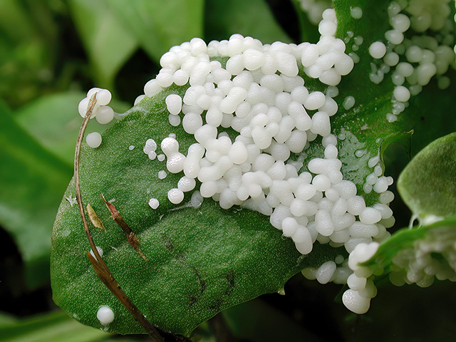 Physarum daamsii
[url=https://www.cecidologie.de/cpg16x/albums/gallery/Physarum_daamsii2.php][img]https://www.cecidologie.de/cpg16x/albums/gallery/tn_Physarum_daamsii2.jpg[/img][/url] [url=https://www.cecidologie.de/cpg16x/albums/gallery/Physarum_daamsii3.php][img]https://www.cecidologie.de/cpg16x/albums/gallery/tn_Physarum_daamsii3.jpg[/img][/url] [url=https://www.cecidologie.de/cpg16x/albums/gallery/Physarum_daamsii4.php][img]https://www.cecidologie.de/cpg16x/albums/gallery/tn_Physarum_daamsii4.jpg[/img][/url] [url=https://www.cecidologie.de/cpg16x/albums/gallery/Physarum_daamsii5.php][img]https://www.cecidologie.de/cpg16x/albums/gallery/tn_Physarum_daamsii5.jpg[/img][/url] [url=https://www.cecidologie.de/cpg16x/albums/gallery/Physarum_daamsii6.php][img]https://www.cecidologie.de/cpg16x/albums/gallery/tn_Physarum_daamsii6.jpg[/img][/url]
[url=https://www.cecidologie.de/cpg16x/albums/gallery/Physarum_daamsii7.php][img]https://www.cecidologie.de/cpg16x/albums/gallery/tn_Physarum_daamsii7.jpg[/img][/url] [url=https://www.cecidologie.de/cpg16x/albums/gallery/Physarum_daamsii8.php][img]https://www.cecidologie.de/cpg16x/albums/gallery/tn_Physarum_daamsii8.jpg[/img][/url] [url=https://www.cecidologie.de/cpg16x/albums/gallery/Physarum_daamsii9.php][img]https://www.cecidologie.de/cpg16x/albums/gallery/tn_Physarum_daamsii9.jpg[/img][/url] [url=https://www.cecidologie.de/cpg16x/albums/gallery/Physarum_daamsii10.php][img]https://www.cecidologie.de/cpg16x/albums/gallery/tn_Physarum_daamsii10.jpg[/img][/url] [url=https://www.cecidologie.de/cpg16x/albums/gallery/Physarum_daamsii11.php][img]https://www.cecidologie.de/cpg16x/albums/gallery/tn_Physarum_daamsii11.jpg[/img][/url]
[color=#990000]Ungenießbar[/color]

Lieben Dank für die Bestimmung an [url=https://www.schleimpilze.com]Marion Geib[/url] und Kollegen.
