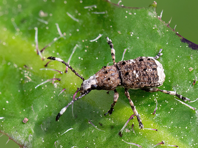 Platystomos albinus
Platystomos albinus kommt in weiten Teilen Europas (außer im Norden), Kleinasien, Nordafrika und Sibirien vor. Man findet ihn auf Waldlichtungen und an Laubwaldrändern. Die Käfer und ihre Larven ernähren sich von Baumpilzen. Die Eier werden ab April im Totholz von Buchen, Erlen, Eichen, Birken oder Weiden abgelegt. Die Larve nagt im Totholz Fraßgänge und verpuppt sich dort auch. 
