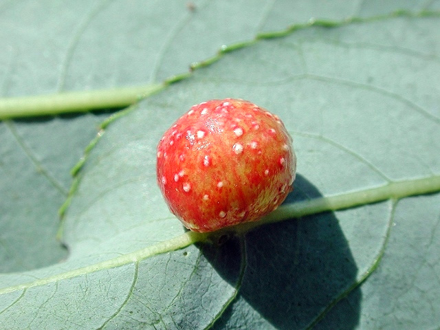 Pontania acutifolia daphnoides
[url=https://www.cecidologie.de/cpg16x/albums/gallery/Pontania_acutifolia_daphnoides_Larve.php][img]https://www.cecidologie.de/cpg16x/albums/gallery/tn_Pontania_acutifolia_daphnoides_Larve.jpg[/img][/url] 

Diese Gallen, mit der typisch glänzenden und mit weiß-gelblichen Warzen besetzten Oberfläche an den Blättern der Reifweide (Salix daphnoides), werden von der Blattwespe Pontania acutifolia daphnoides gebildet. Die Reifweide ist ursprünglich im Alpengebiet beheimatet, wird aber oft auch anderswo angepflanzt.

