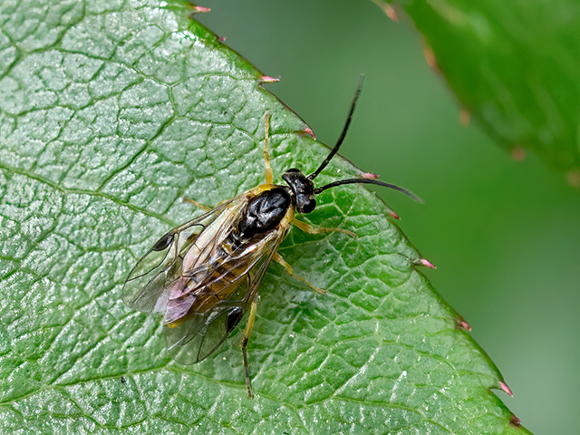 Pristiphora pallidiventris
Pristiphora pallidiventris ist [url=https://www.cecidologie.de/images/Regionen.png]paläarktisch[/url] und [url=https://www.cecidologie.de/images/Regionen.png]nearktisch[/url] verbreitet wie z. B. in Österreich, Estland, Finnland, Frankreich, Deutschland, Großbritannien, Irland, Marokko, Polen, Portugal, Russland, Spanien, Schweden, Schweiz und Ukraine. Man findet sie in den verschiedensten Habitaten. Wirts- bzw. Futterpflanzen der Larven sind u.a. das Echte Mädesüß (Filipendula ulmaria), Nelkenwurzarten (Geum), Brom-, Him- und Moltebeere (Rubus), Vogelmiere (Stellaria), Fingerstrauch (Potentilla) und Wasserpest (Elodea). Flugzeit ist von April bis September in zwei Generationen.
