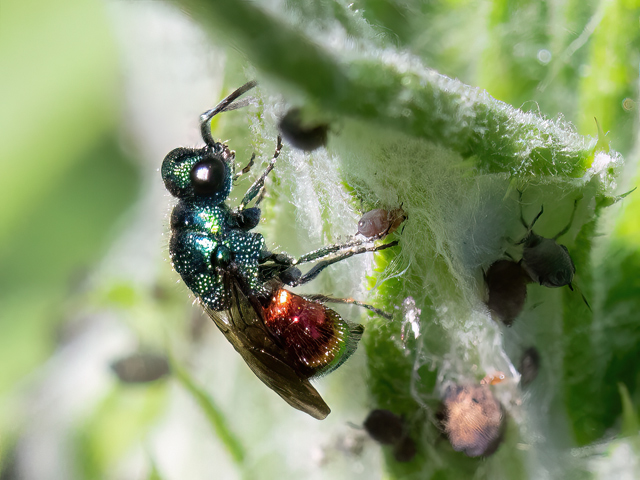 Pseudomalus auratus
[url=https://www.cecidologie.de/cpg16x/albums/gallery2/Pseudomalus_auratus2.php][img]https://www.cecidologie.de/cpg16x/albums/gallery2/tn_Pseudomalus_auratus2.jpg[/img][/url]

Pseudomalus auratus  kommt in der gesamten Paläarktis vor. Man findet sie an Waldrändern und Gebüschen, aber auch im Siedlungsbereich. Flugzeit ist von Ende Mai bis Anfang Oktober, mit einer unvollständigen zweiten Generation. Die Art parasitiert bei Grabwespen der Gattung Pemphredon, Passaloecus, Rhopalum, Psenulus und vermutlich auch Trypoxylon. Man findet die Larven häufig in Brombeer- und Himbeerzweigen, Totholz und auch in Nisthilfen.
