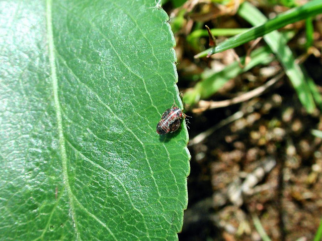 Psylla pirisuga
Der Große Birnenblattsauger (Psylla pirisuga) beginnt ungefähr Mitte April mit der Eiablage in den Filz der jungen Blätter oder an Blatt- und Blütenstiele, nachdem er den Überwinterungsplatz verlassen hat. Innerhalb der ersten Maihälfte erscheinen die Larven, die dicht zusammengedrängt an den Blattunterseiten, Blattstielen und Trieben sitzen, Pflanzensaft saugen und reichliche Mengen von flüssigem Kot (Honigtau) ausscheiden. Die erwachsenen Blattflöhe des Großen Birnblattsaugers, die nur eine Generation pro Jahr entwickelt, verlassen die Birne nach kurzer Saugtätigkeit an den Blättern und wandern erst im nächsten Frühjahr wieder auf die Birne (bereits vor dem Knospenschwellen). 
