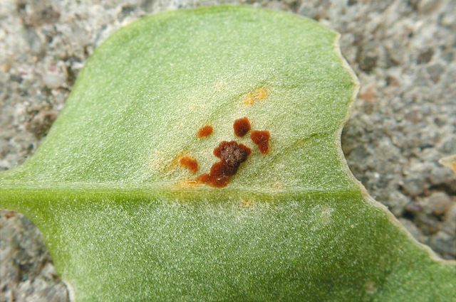 Puccinia arenariae
[url=https://www.cecidologie.de/cpg16x/albums/gallery/Puccinia_arenariae.php][img]https://www.cecidologie.de/cpg16x/albums/gallery/tn_Puccinia_arenariae2.jpg[/img][/url] [url=https://www.cecidologie.de/cpg16x/albums/gallery/Puccinia_arenariae2.php][img]https://www.cecidologie.de/cpg16x/albums/gallery/tn_Puccinia_arenariae3.jpg[/img][/url]
[color=#990000]Ungenießbar[/color]

Puccinia arenariae kommt auf vielen unterschiedlichen Pflanzengattungen vor, vollzieht keinen Wirtswechsel und bildet nur III Telien aus, d. h. ers fallen die Entwicklungsstufen Pyknien, Aezien und Uredien weg. Auf dem Bild sieht man einen Befall an den Blättern der Gewöhnlichen Vogelmiere (Stellaria media).
