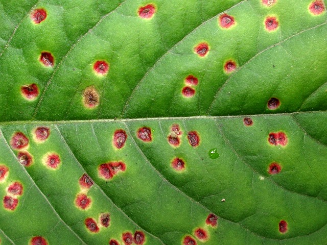 Puccinia circaeae
[url=https://www.cecidologie.de/cpg16x/albums/gallery/Puccinia_circaeae.php][img]https://www.cecidologie.de/cpg16x/albums/gallery/tn_Puccinia_circaeae2.jpg[/img][/url] 
[color=#990000]Ungenießbar[/color]

Puccinia circaeae durchläuft seine gesamte Entwicklung auf Hexenkräutern (Circaea), hier auf dem Gewöhnlichen Hexenkraut (Circaea lutetiana), führt also keinen Wirtswechsel durch. [color=#990000]Verwechslung: [/color] nicht gegeben.
