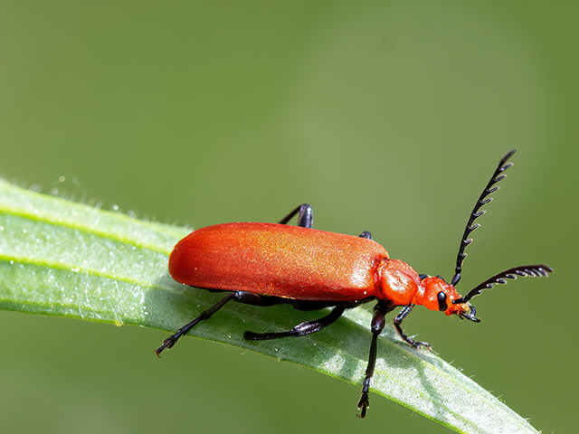 Pyrochroa serraticornis
[url=https://www.cecidologie.de/cpg16x/albums/gallery/Pyrochroa_serraticornis_Weibchen.php][img]https://www.cecidologie.de/cpg16x/albums/gallery/tn_Pyrochroa_serraticornis_Weibchen.jpg[/img][/url]

Der Rotköpfige Feuerkäfer (Pyrochroa serraticornis) kommt vor allem in Mitteleuropa, aber auch in anderen gemäßigten Bereichen von Europa vor. Man findet ihn an Waldrändern und Lichtungen. Erscheinungszeit ist von Mai bis Juni. Die Larven leben unter der Rinde von Laubbäumen und ernähren sich räuberisch von Insektenlarven, aber auch von eigenen Artgenossen. 
