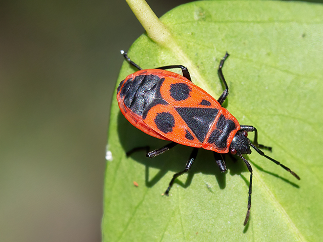 Pyrrhocoris apterus
[url=https://www.cecidologie.de/cpg16x/albums/gallery/Pyrrhocoris_apterus_Larven.php][img]https://www.cecidologie.de/cpg16x/albums/gallery/tn_Pyrrhocoris_apterus_Larven.jpg[/img][/url] [url=https://www.cecidologie.de/cpg16x/albums/gallery/Pyrrhocoris_apterus_Larve.php][img]https://www.cecidologie.de/cpg16x/albums/gallery/tn_Pyrrhocoris_apterus_Larve.jpg[/img][/url] [url=https://www.cecidologie.de/cpg16x/albums/gallery/Pyrrhocoris_apterus_juv.php][img]https://www.cecidologie.de/cpg16x/albums/gallery/tn_Pyrrhocoris_apterus_juv.jpg[/img][/url]

Die Gemeine Feuerwanze (Pyrrhocoris apterus) ist die häufigste und größte Feuerwanze in Mitteleuropa. Weltweit kennt man mehrere hundert Arten. Sie lebt gesellig in Parkanlagen, Akazien- oder Kastanienallen und man findet sie gern unter Linden. Die Gemeine Feuerwanze ernährt sich von Pflanzensäften, gern vom Saft der Lindensamen. Im Frühjahr beginnen Balz, Paarung und Eiablage und die ersten vollentwickelten Wanzen findet man im August. 

