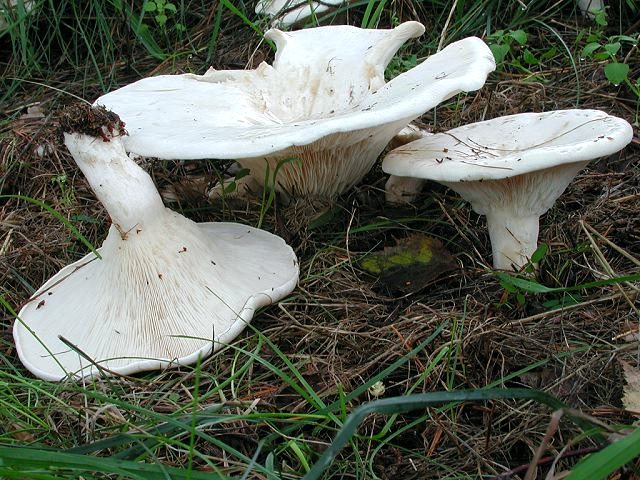 Riesen-Krempentrichterling
[color=#990000]Essbar[/color]

Der Riesen-Krempentrichterling (Aspropaxillus giganteus) wächst von August bis Oktober saprophytisch in Hexenringen auf Wiesen und Weiden, meist außerhalb des Waldes. Dort wo die Pilze wachsen stirbt meistens das Gras ab, weil sein Myzel den antibiotischen Stoff Clitocybin absondert. Der Pilz ist relativ selten. [color=#990000]Verwechslung: [/color] mit dem essbaren Mönchskopf (Infundibulicybe geotropa).

