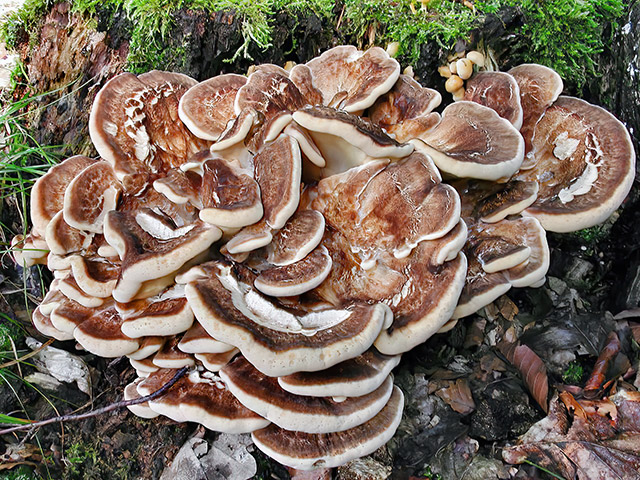 Riesen-Porling
[color=#990000]Jung essbar[/color]

Der Riesen-Porling (Meripilus giganteus) wächst von August bis Oktober an lebenden Stämmen und Stümpfen von Laubhölzern oder in deren unmittelbarer Nähe, vorwiegend an Buche, Eiche, Pappel. der Pilz ist nicht selten. [color=#990000]Verwechslung: [/color] mit dem essbaren Klapperschwamm (Grifola frondosa) und dem ungenießbaren Berg-Porling (Bondarzewia mesenterica). 
