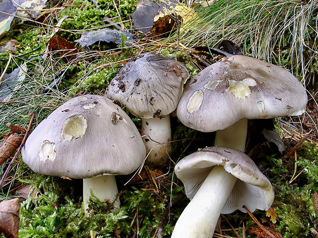 Schwarzfaseriger Ritterling
[color=#990000]Essbar[/color]

Der Schwarzfaserige Ritterling (Tricholoma portentosum) wächst von September bis Dezember in Laub- und Nadelwäldern auf sandigen und lehmigen Böden, gern unter Fichten und Kiefern. Der Pilz ist selten. [color=#990000]Verwechslung: [/color] mit ähnlich aussehenden Ritterlingen. 
