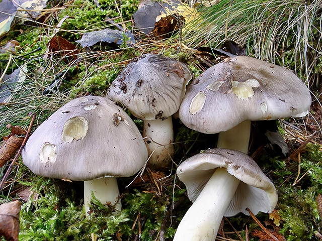 Schwarzfaseriger Ritterling
[color=#990000]Essbar[/color]

Der Schwarzfaserige Ritterling (Tricholoma portentosum) wächst von September bis Dezember in Laub- und Nadelwäldern auf sandigen und lehmigen Böden, gern unter Fichten und Kiefern. Der Pilz ist selten. [color=#990000]Verwechslung: [/color] mit ähnlich aussehenden Ritterlingen. 
