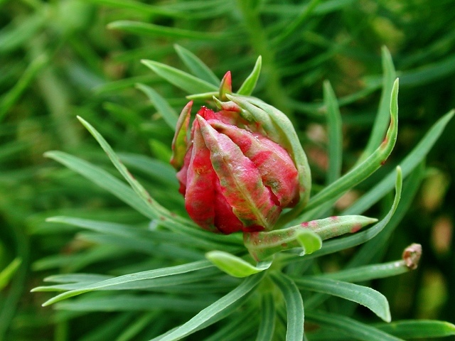 Spurgia euphorbiae
Diese rötlich gefärbte Galle an Zypressen-Wolfsmilch (Euphorbia cyparissias) wird von der Gallmücke Spurgia euphorbiae verursacht. Es gibt mehrere Generationen im Jahr. Die Larven verpuppen sich in der Galle in einem Kokon und überwintern am Boden.
