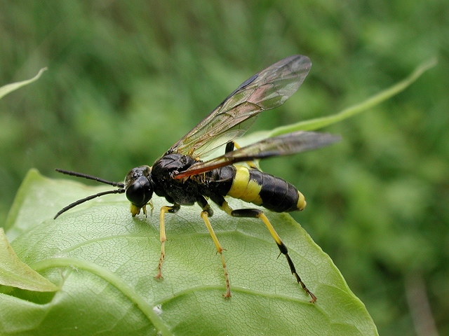 Tenthredo temula
Die Berauschte Blattwespe (Tenthredo temula) ist über weite Teile Europas verbreitet, östlich bis Sibirien, nördlich bis Großbritannien und Schweden. Man findet sie überall dort wo es auch Hecken, Gebüsche etc. gibt. Flugzeit ist von Mai bis Ende August. Die Imagines ernähren sich von Pollen und Nektar verschiedener Doldenblütler, aber sie jagen auch kleine Insekten. Die Nahrungspflanzen der Larven sind der Liguster (Ligustrum). 
