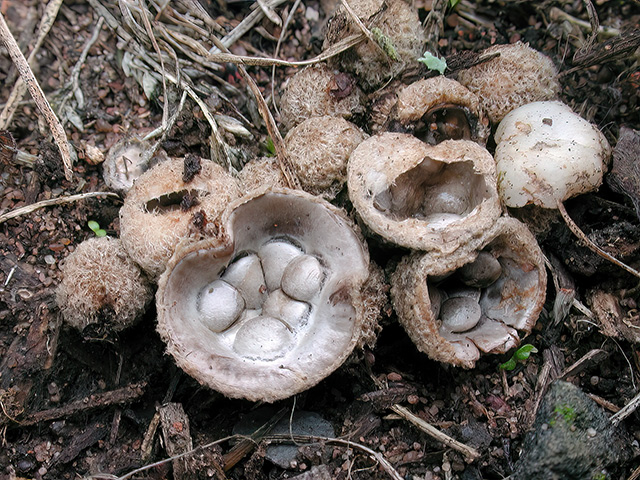 Topf-Teuerling
[url=https://www.cecidologie.de/cpg16x/albums/gallery/Topf_Teuerling.php][img]https://www.cecidologie.de/cpg16x/albums/gallery/tn_Topf_Teuerling2.jpg[/img][/url]

[color=#990000]Ungenießbar[/color]

Der Topf-Teuerling (Cyathus olla) wächst von Juni bis November an abgestorbenen Pflanzen- und Holzresten, die nahen Erdkontakt haben oder direkt auf Erde, manchmal auch auf Strohmist. Der Pilz ist häufig zu finden. [color=#990000]Verwechslung: [/color] mit dem ungenießbaren Striegeligen Teuerling (Cyathus striatus), welcher aber äußerlich eine struppig-filzige Bekleidung und an der Innenseite eine Längsstreifung aufweist. 

