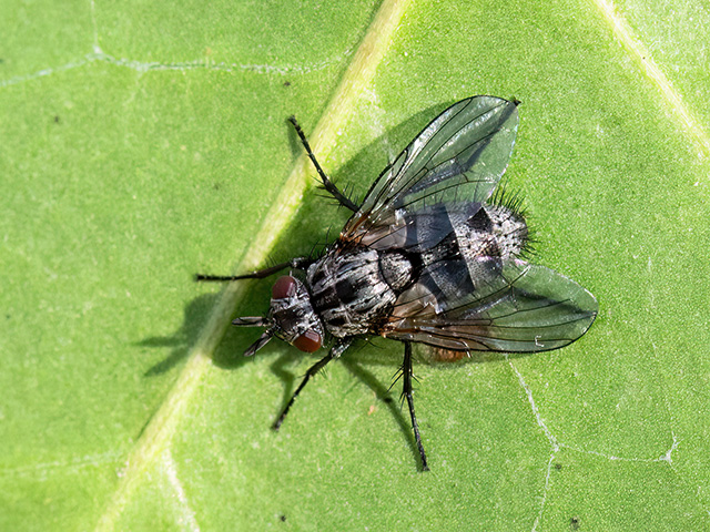 Triarthria setipennis
[url=https://www.cecidologie.de/cpg16x/albums/gallery2/Triarthria_setipennis2.php][img]https://www.cecidologie.de/cpg16x/albums/gallery2/tn_Triarthria_setipennis2.jpg[/img][/url] [url=https://www.cecidologie.de/cpg16x/albums/gallery2/Triarthria_setipennis3.php][img]https://www.cecidologie.de/cpg16x/albums/gallery2/tn_Triarthria_setipennis3.jpg[/img][/url] [url=https://www.cecidologie.de/cpg16x/albums/gallery2/Triarthria_setipennis4.php][img]https://www.cecidologie.de/cpg16x/albums/gallery2/tn_Triarthria_setipennis4.jpg[/img][/url] [url=https://www.cecidologie.de/cpg16x/albums/gallery2/Triarthria_setipennis_Kokon.php][img]https://www.cecidologie.de/cpg16x/albums/gallery2/tn_Triarthria_setipennis_Kokon.jpg[/img][/url]

Triarthria setipennis ist in weiten Teilen Europas, in Skandinavien, den Britischen Inseln, Russland, Weißrussland, der Ukraine verbreitet. In Amerika und Kanada wurde sie in den 1920er Jahren eingeschleppt. Man findet sie in verschiedenen Biotopen mit Gebüschen, in Wäldern und an Waldrändern. Flugzeit ist von April bis September in zwei Generationen, in sehr warmen Gebieten auch eine partielle 3. Generation.  Die Art parasitiert Ohrwürmer (Forficulidae).
