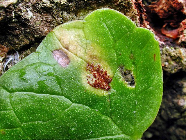 Uromyces ficariae
[url=https://www.cecidologie.de/cpg16x/albums/gallery/Uromyces_ficariae.php][img]https://www.cecidologie.de/cpg16x/albums/gallery/tn_Uromyces_ficariae2.jpg[/img][/url]
[color=#990000]Ungenießbar[/color]

Uromyces ficariae bildet braune bis schwarzbraune, pulvrige Uredo,- bzw. Teliosporenlager auf Scharbockskraut (Ranunculus ficaria) aus und verbleibt darauf ohne Wirtswechsel. [color=#990000]Verwechslung: [/color] auf diesem Wirt nicht gegeben. 

