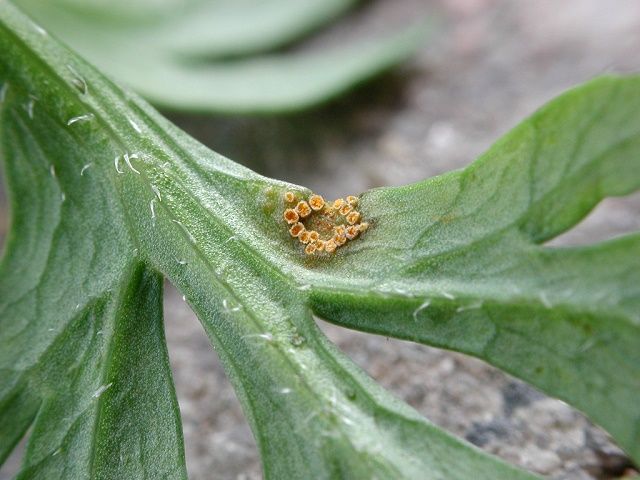 Uromyces lineolatus
Uromyces lineolatus ist wirtswechselnder Rostpilz. Erscheinungszeit ist von Juni bis Oktober. Im Frühjahr findet man auf den verschiedensten Doldenblütlern (im Bild auf Daucus carota - Möhre) Spermogonien und I-Aecien. Um seine Entwicklung zu vollenden, wechselt der Rostpilz mit II-Uredien und III-Telien auf Strandsimse (Bolboschoenus spp.).

