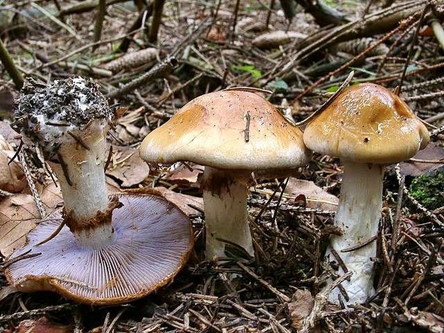 Ziegelgelber Schleimkopf
[color=#990000]Essbar, guter Speisepilz[/color]

Der Ziegelgelbe Schleimkopf (Cortinarius varius) wächst von Juli bis Oktober im Laub- und Nadelwald, nur auf Kalkböden, sehr gesellig auftretend, ab Mittelgebirgslage lokal häufig. Der Pilz kommt relativ häufig vor. [color=#990000]Verwechslung: [/color] mit dem ebenfalls essbaren Blaublättrigen Schleimkopf (Cortinarius).
