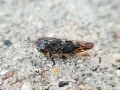 Acericerus_heydenii.jpg