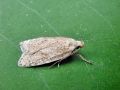 Agonopterix assimilella