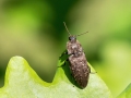 Agrypnus murinus