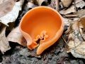 Aleuria_aurantia.jpg