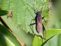 Alydus calcaratus