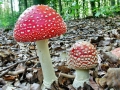 Amanita muscaria