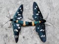 Amata phegea