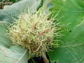 Andricus caputmedusae