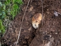 Andricus quercusradicis
