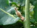 Andricus solitarius