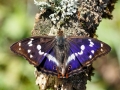 Apatura iris