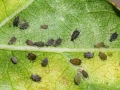 Aphis_gossypii.jpg