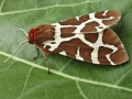 Arctia caja