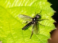 Filename=Bibio_lanigerus_Maennchen.jpg
Filesize=161KiB
Dimensions=640x480
Date added=May 08, 2022 Bibio_lanigerus_Maennchen.jpg