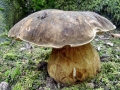 Boletus aereus