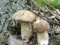 Boletus reticulatus