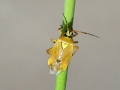 Filename=Brachycoleus_pilicornis.jpg
Filesize=153KiB
Dimensions=640x480
Date added=Jun 01, 2022 Brachycoleus_pilicornis.jpg