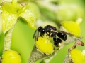 Brachymeria tibialis