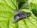 Filename=Calliphora_vicina.jpg
Filesize=205KiB
Dimensions=640x480
Date added=May 28, 2023 Calliphora_vicina.jpg