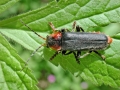 Cantharis fusca