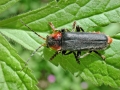 Cantharis_fusca.jpg