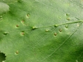 Cecidophyopsis_betulae.jpg