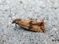 Celypha striana