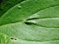 Cenopalpus spinosus